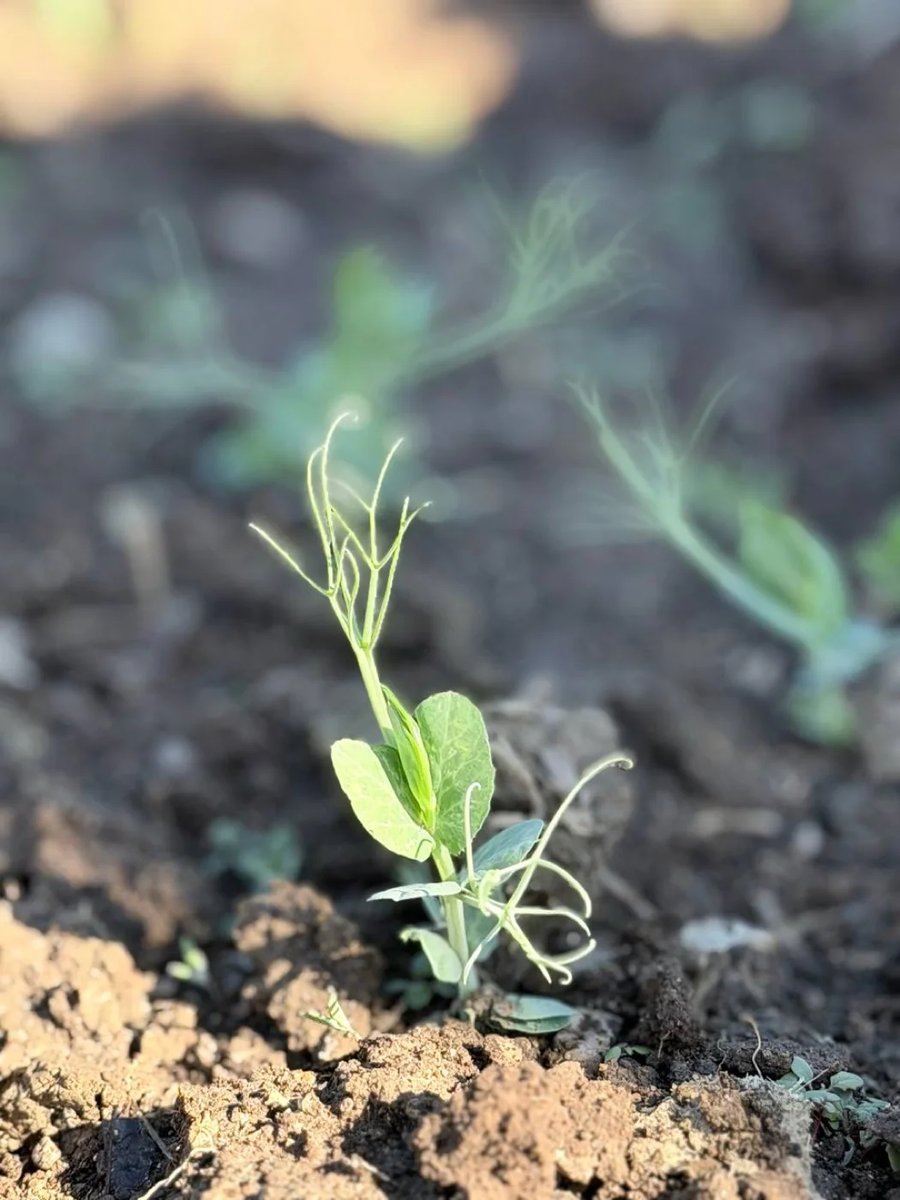 Grown from a seed in living soil, not made in a lab