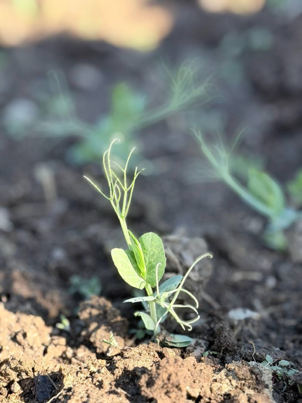 Legume seedling sprouting on our Regenerative Organic Certified farm
