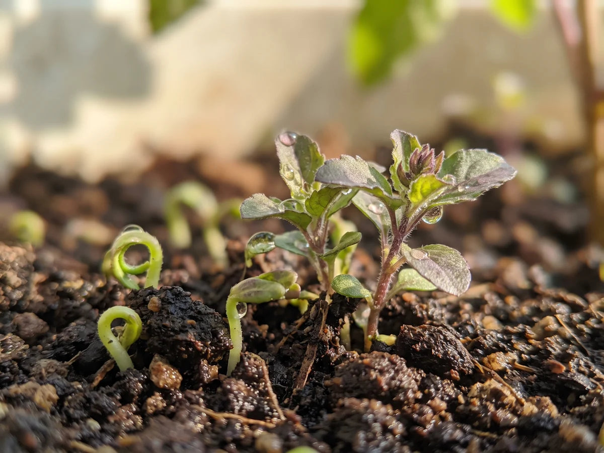 Young plant buds and seedlings