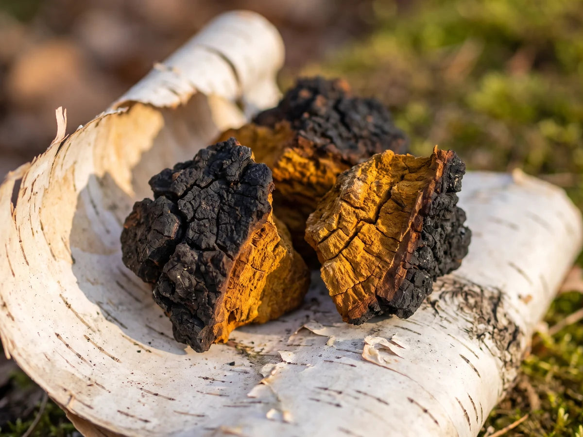Melanin-rich chaga on birch bark