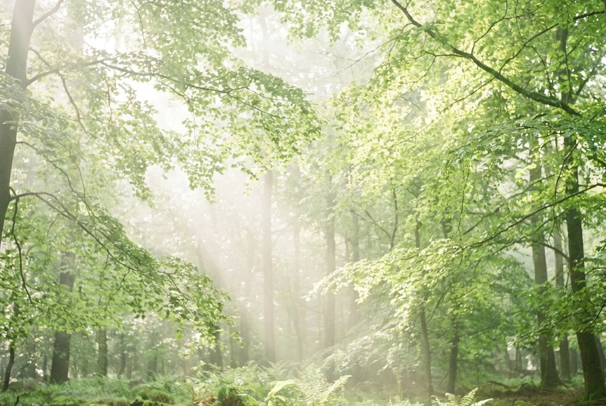 Regeneration and natural vitality