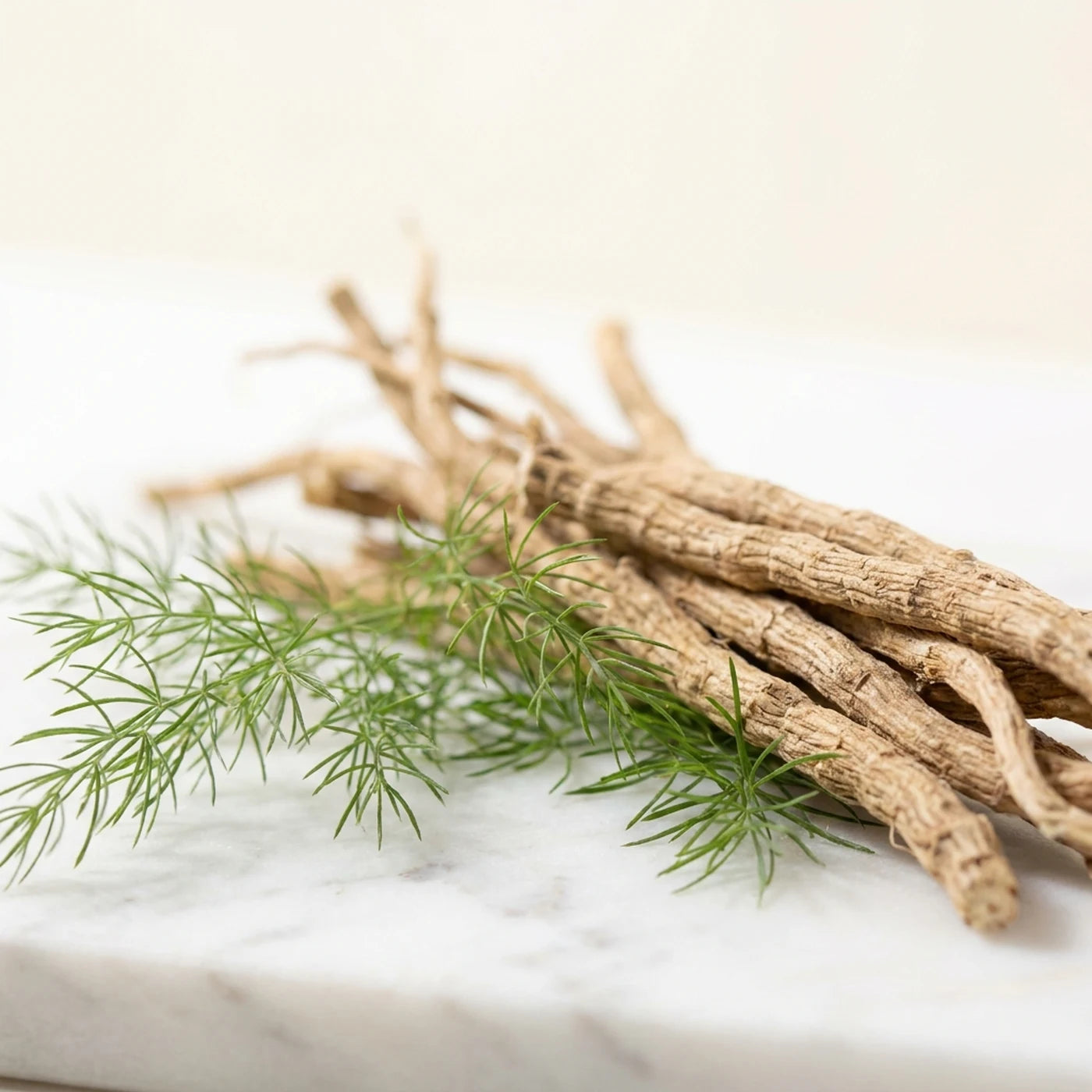 Shatavari root, the cornerstone adaptogen in Women's Multi