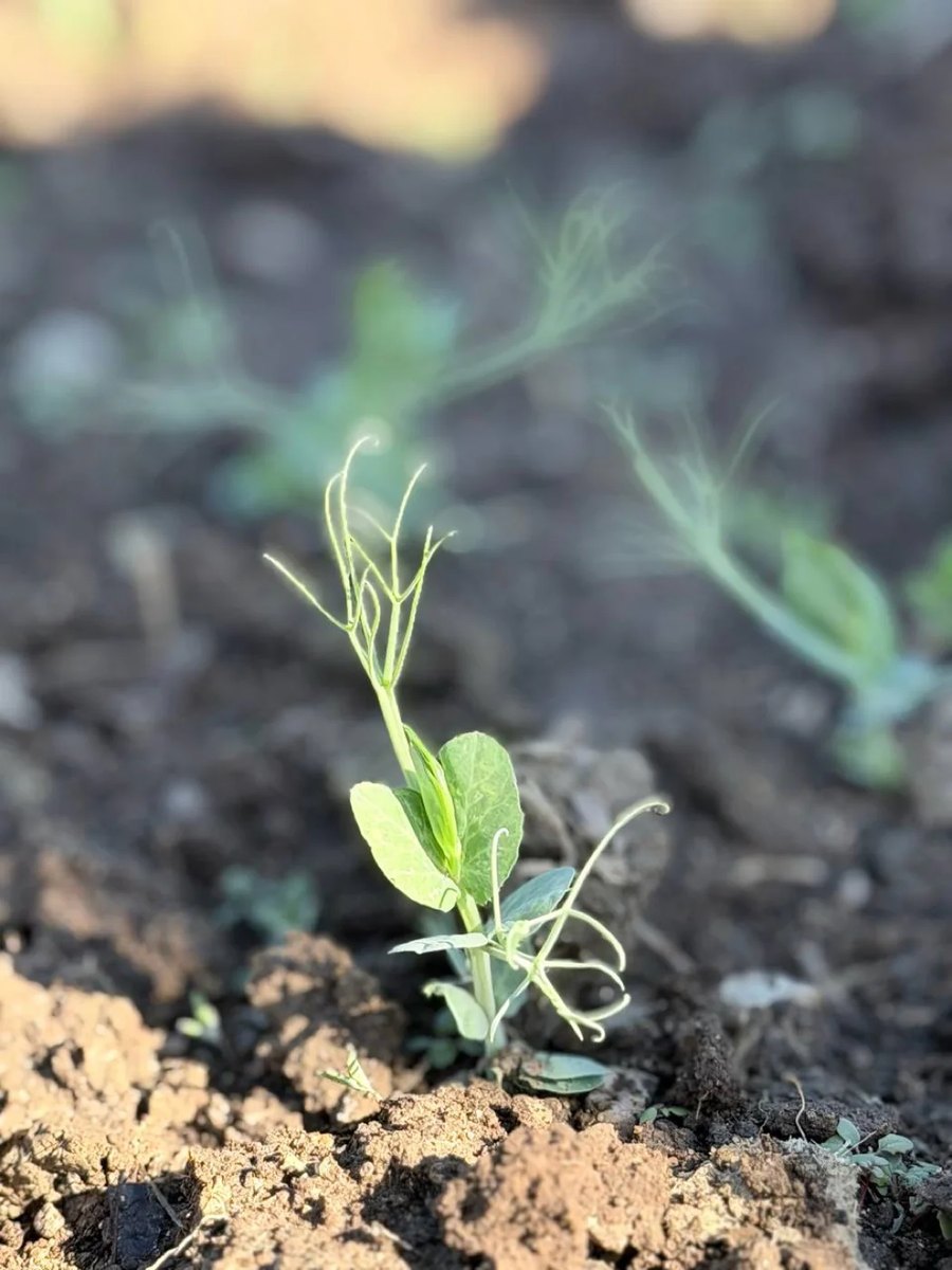 A young legume seedling growing in regenerative organic soil